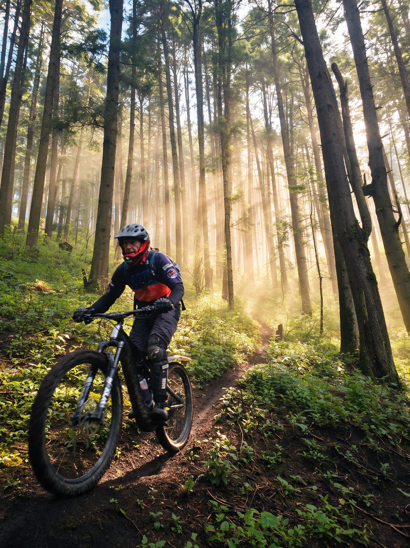 Descending through the forest of the Desierto de los Leones, morning light coming through the pines