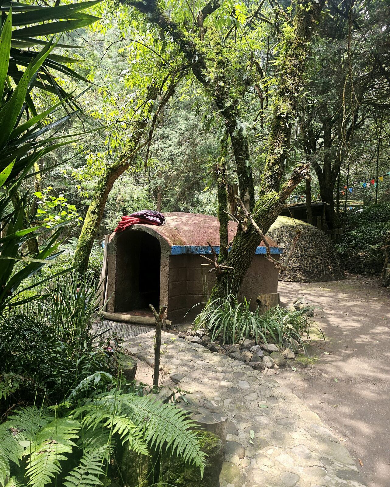 Los domos de un temazcal en el bosque